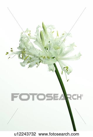 Stock Image - White nerine. Fotosearch