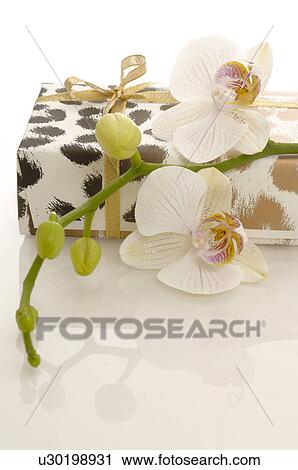 Gift and orchid blossoms View Large Photo Image Stock Image - Gift and orchid blossoms. Fotosearch