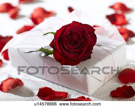 Red rose blossom on a gift and petals View Large Photo Image Stock Photograph - Red rose blossom on a gift and petals. Fotosearch