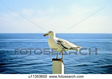 Gull on a pale View Large Photo Image Stock Image - Gull on a pale. Fotosearch