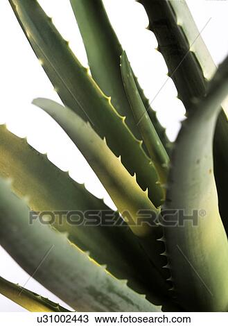 Aloe Vera View Large Photo Image Stock Image - Aloe Vera. Fotosearch