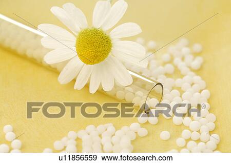 Stock Photo - Camomile blossom with globules. Fotosearch