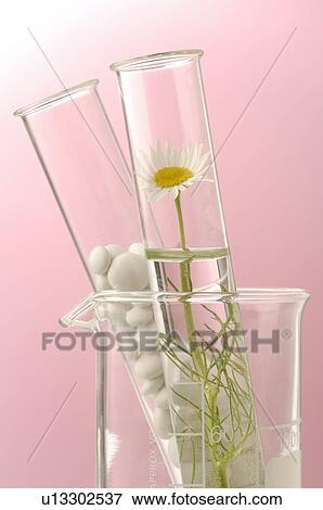 Camomile blossoms and pills in a test tube View Large Photo Image Stock Photo - Camomile blossoms and pills in a test tube. Fotosearch