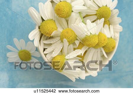 Camomile blossoms in a bowl View Large Photo Image Stock Image - Camomile blossoms in a bowl. Fotosearch