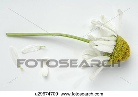 Stock Photo - Camomile blossoms with petals. Fotosearch