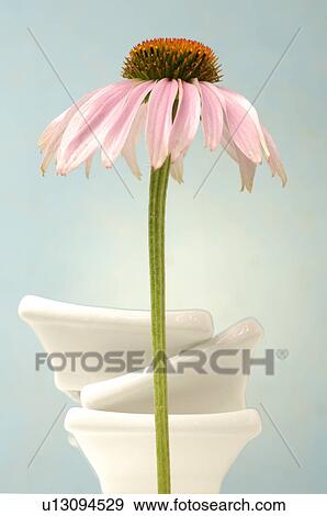 Echinacea and small bowls View Large Photo Image Stock Photo - Echinacea and small bowls. Fotosearch