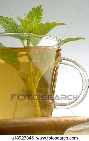 Stock Photography - Lemon balm tea. Fotosearch