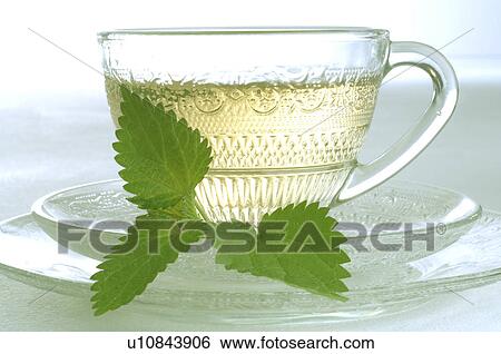 Nettle tea View Large Photo Image Stock Photograph - Nettle tea. Fotosearch