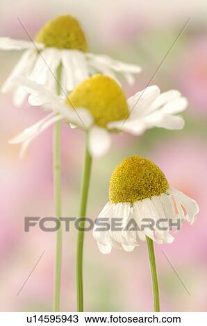 Stock Image - Three camomile blossoms. Fotosearch