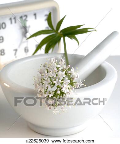 Stock Photo - Valerian, alarm clock and motar. Fotosearch