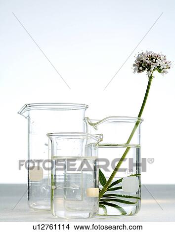 Valerian View Large Photo Image Picture - Valerian. Fotosearch