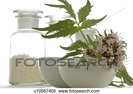 Valerian (Valeriana officinalis L. ) View Large Photo Image Stock Photography - Valerian (Valeriana officinalis L. ). Fotosearch