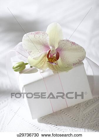 Orchid blossom on a gift View Large Photo Image Stock Image - Orchid blossom on a gift. Fotosearch