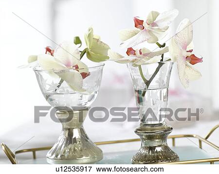 Orchid blossoms in antic glasses View Large Photo Image Stock Photo - Orchid blossoms in antic glasses. Fotosearch