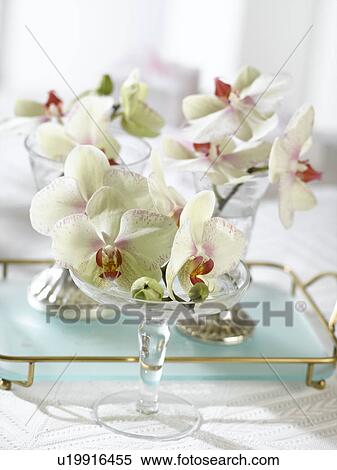 Orchid blossoms in antic glasses View Large Photo Image Stock Photography - Orchid blossoms in antic glasses. Fotosearch