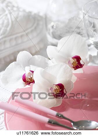Stock Photograph - Place setting pink plate, pink cutlery and white orchid blossoms. Fotosearch