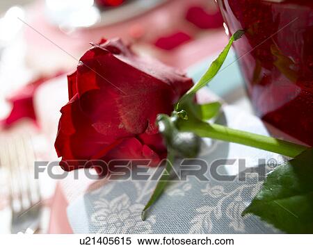 Red rose and a napkin View Large Photo Image Stock Photography - Red rose and a napkin. Fotosearch