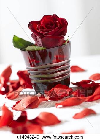 Red rose in a red glass View Large Photo Image Stock Image - Red rose in a red glass. Fotosearch