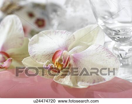 White orchid blossom View Large Photo Image Stock Image - White orchid blossom. Fotosearch
