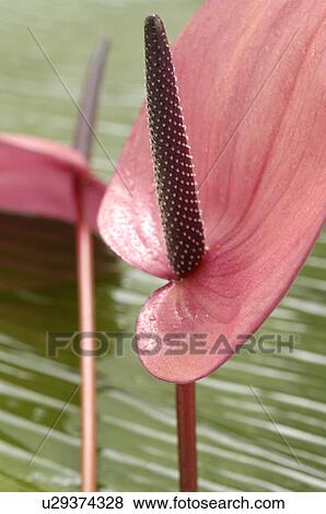 Anthurium View Large Photo Image Stock Photo - Anthurium. Fotosearch