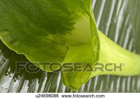 Stock Photograph - Calla flower. Fotosearch