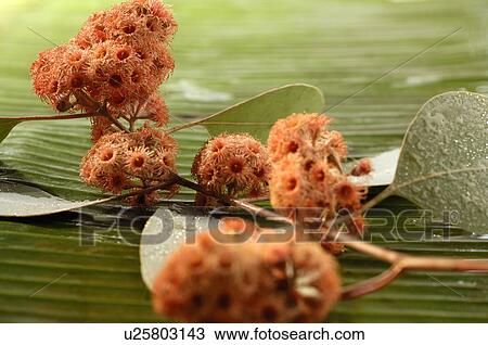 Stock Image - Eucalyptusflower and leaves. Fotosearch