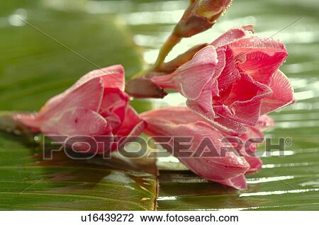 Stock Image - fresia flowers. Fotosearch
