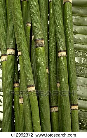 Stock Image - Horsetail. Fotosearch