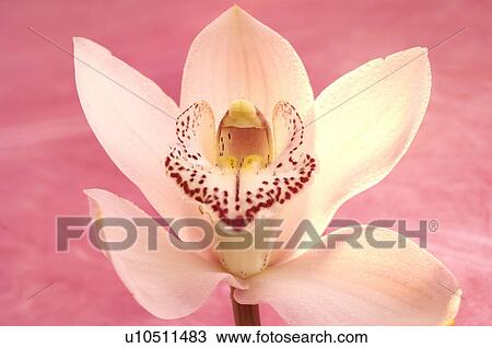 Orchid blossom, Cymbidium View Large Photo Image Stock Image - Orchid blossom, Cymbidium. Fotosearch