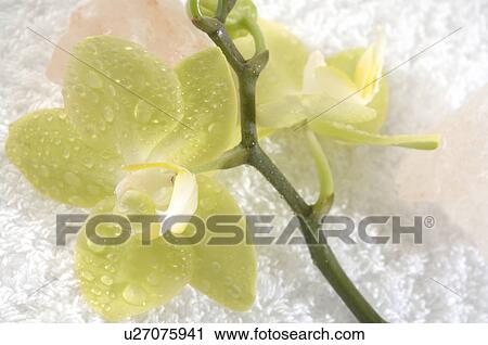 Stock Image - Orchid with salt crystal. Fotosearch