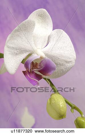 Stock Image - Orchidaceae (Phalaenopsis hybrid). Fotosearch