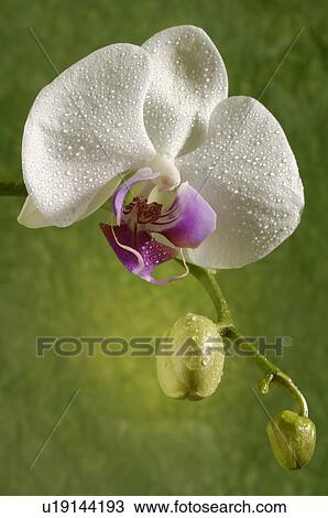 Orchidaceae (Phalaenopsis hybrid) View Large Photo Image Stock Image - Orchidaceae (Phalaenopsis hybrid). Fotosearch