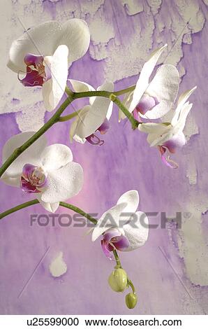 Stock Image - Orchidaceae (Phalaenopsis hybrid). Fotosearch