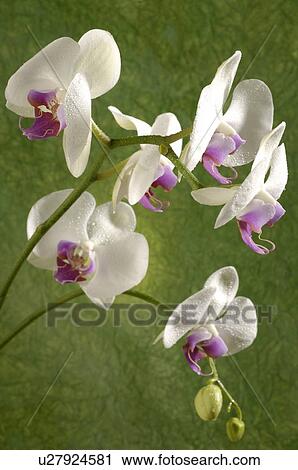 Stock Image - Orchidaceae (Phalaenopsis hybrid). Fotosearch