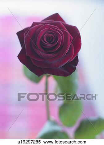 Stock Photography - Dark red rose blossom. Fotosearch