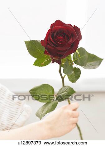 Stock Photo - Dark red rose. Fotosearch