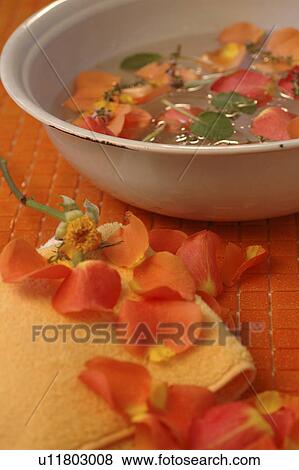 Footbath with rose petals View Large Photo Image Stock Photo - Footbath with rose petals. Fotosearch