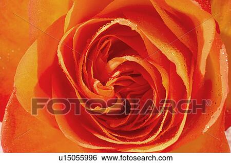 Stock Photograph - Orange rose blossom. Fotosearch