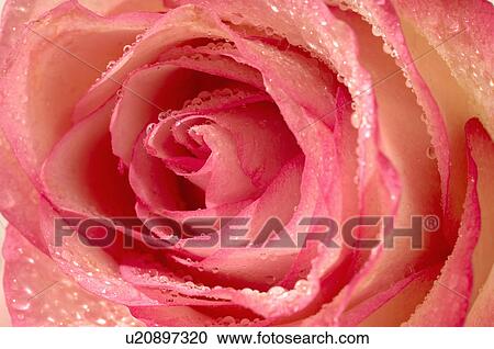 Pink rose blossom View Large Photo Image Stock Image - Pink rose blossom. Fotosearch