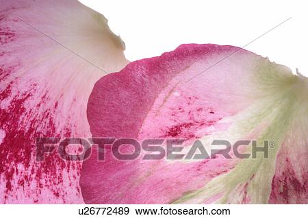 Stock Photo - Pink rose petals, close up. Fotosearch