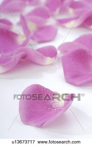 Stock Photo - Pink rose petals. Fotosearch
