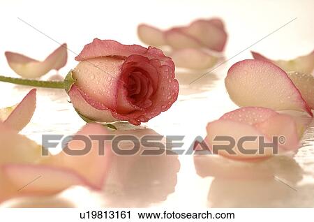 Stock Image - Pink rose with petals. Fotosearch