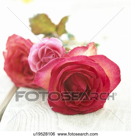 Stock Photograph - Pink roses. Fotosearch