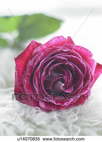 Stock Photography - Red rose blossom. Fotosearch