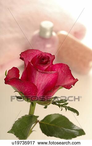 Red rose View Large Photo Image Stock Photo - Red rose. Fotosearch