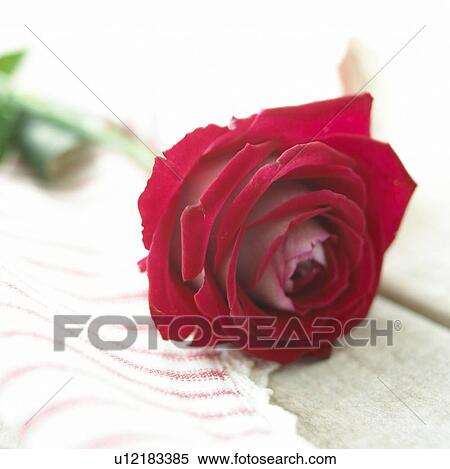 Red rose View Large Photo Image Stock Photography - Red rose. Fotosearch