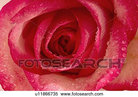 Rose blossom View Large Photo Image Stock Photography - Rose blossom. Fotosearch