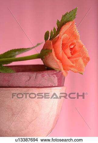 Picture - Rose on a bowl. Fotosearch