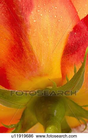 Rose peduncle View Large Photo Image Stock Photograph - Rose peduncle. Fotosearch