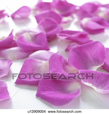 Picture - Rose petals. Fotosearch